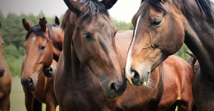 Which Deworming Program is Right for Your Horse