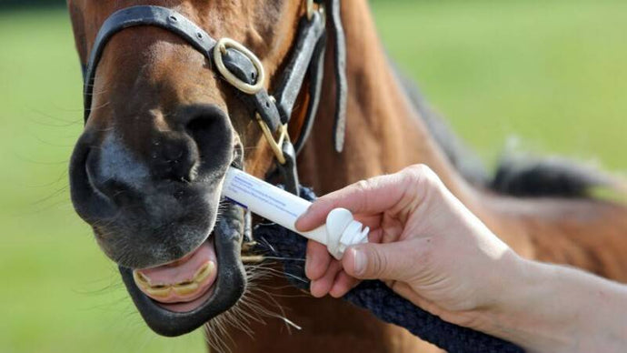 Which is the Best Horse Dewormer?