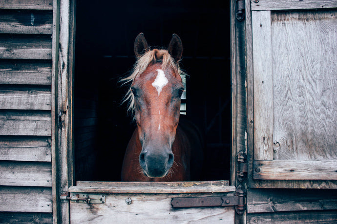 Everything You Need to Know About Horse Roundworms (Ascarids)
