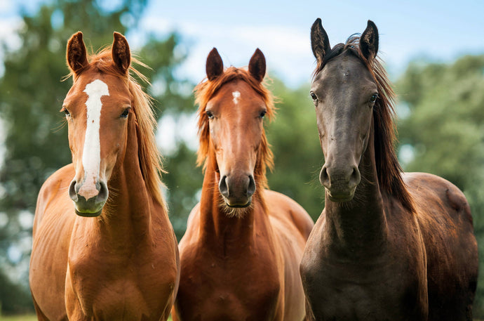 How to find out if your horse's dewormer is working