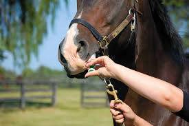 FDA Requests Label Changes to Horse Dewormers to Combat Resistance
