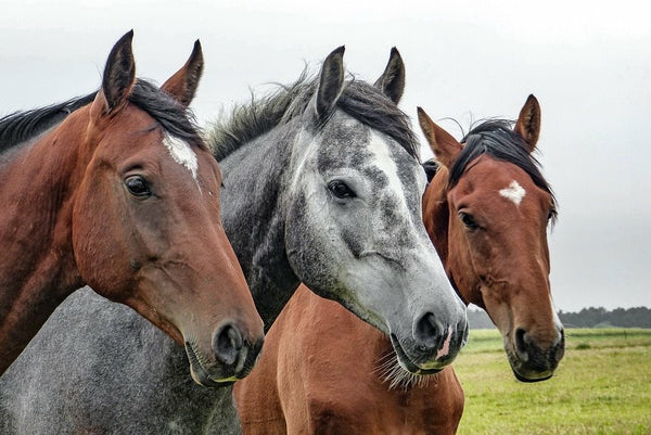 two brown and one grey horse